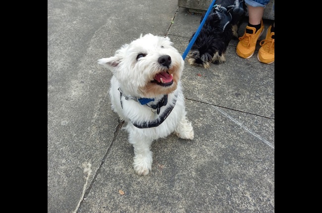 Puparazzi at the Harbourside Market