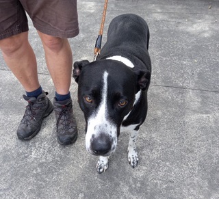 Border Collie/English Pointer/Labrador cross dog.