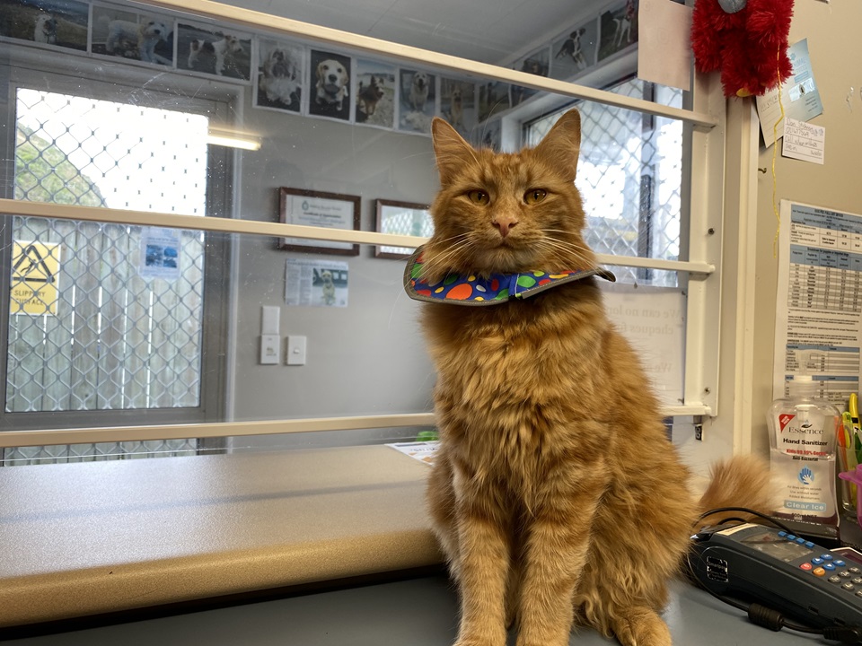 Rescue cat Colin Feral wearing cat collar 