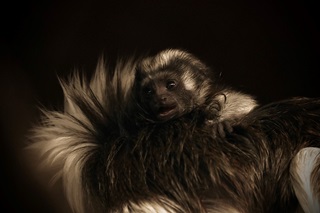 Baby monkey at the zoo.