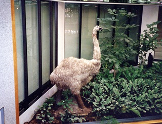 (Fake) Moa, Dominion Farmers Institute 