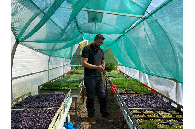 How to use microgreens at home 