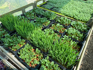 Trays of microgreens.
