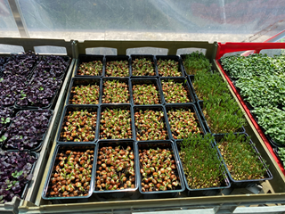 Trays of microgreens.