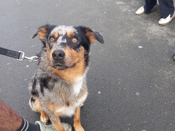 Australian Kelpie/Koolie dog.