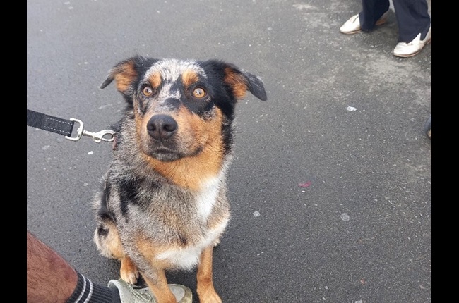 Wonder-fur pups of the Harbourside Market