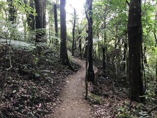 Track in Otari-Wiltons Bush.