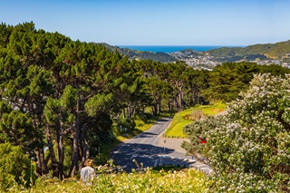 Mt Vic walkway