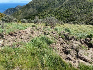 Soil turned over by Goats.