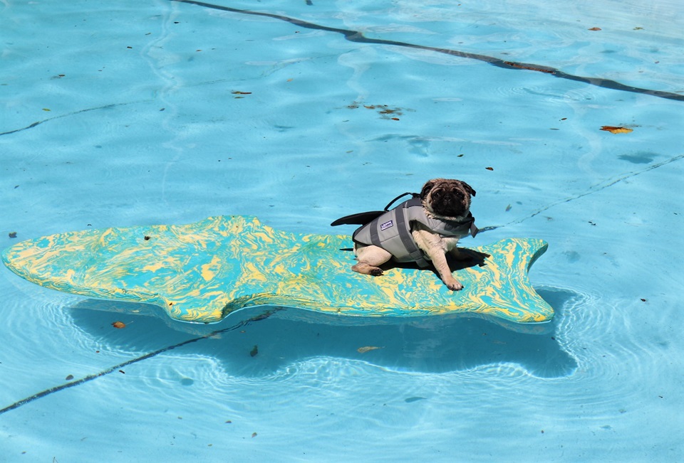 Pug sitting on floating fish at Khandallah Pool