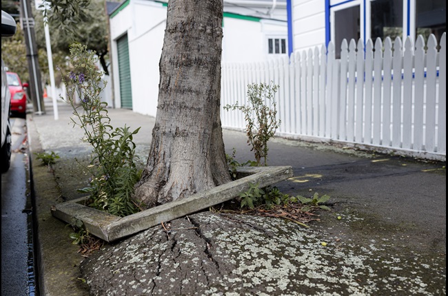 Update on Elizabeth Street upgrades project