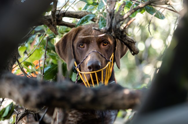 Miro: The professional wildlife detector dog