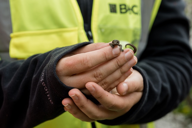 Moa point lizard in hands.
