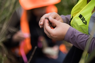 Lizards being held.
