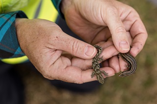 Two lizards being held by someone.