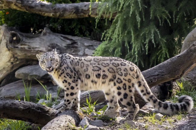 Snow Leopard sisters touch down in Wellington