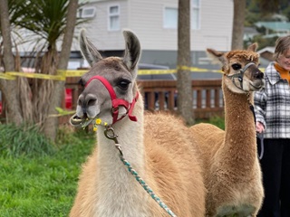 A Guanaco with a flower in its mouth with an alpaca behind it.