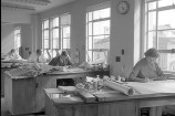 Staff member called Miss Beale working in Drawing Office of Municipal Office Building in 1958
