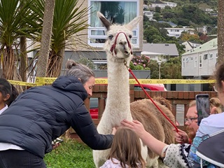 People patting a llama.