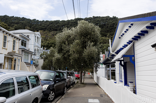 Olive tree in the middle of the footpath with three cars parked on one side and a blue and white house on the other side.