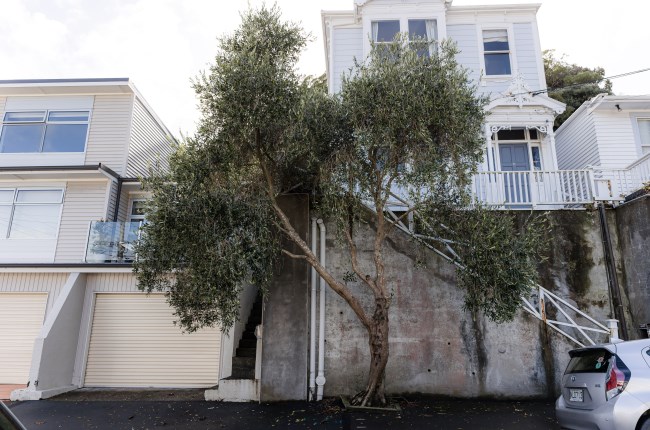 History of olive trees in Mount Victoria