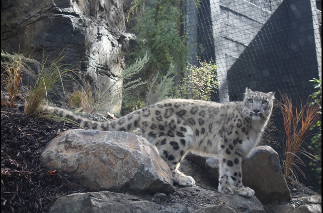 The snow-down on Snow Leopards at Wellington Zoo