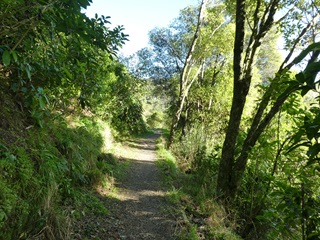 A walkway in the middle of a park with lots of trees.