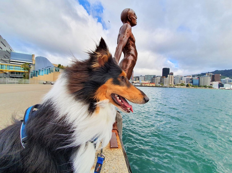 Dog on waterfront looking out to sea next door to Solace in the Wind sculpture.