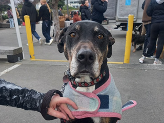 A dog wearing a harness.