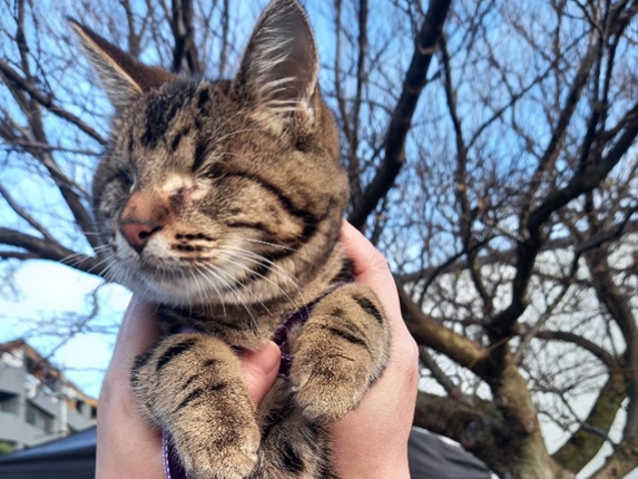 A blind cat being held up.