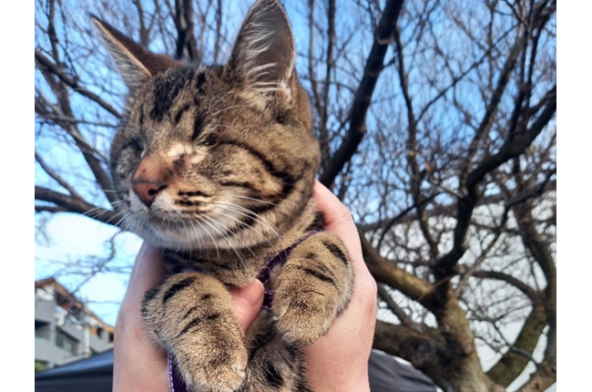 Furry friends of the Harbourside Market