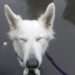 Close up of a white dog.