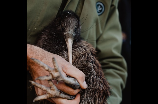 How to look after kiwi in your backyard