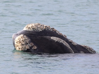 Whale in the harbour.