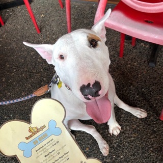 White dog with a black nose and delightful pink ears looking up at a bone shaped menu.