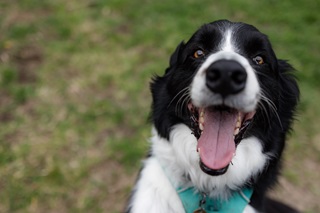 Close up of black and white border collie.