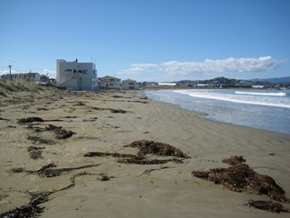 Lyall bay beach.