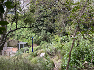 Beautiful native garden with a variety of trees.