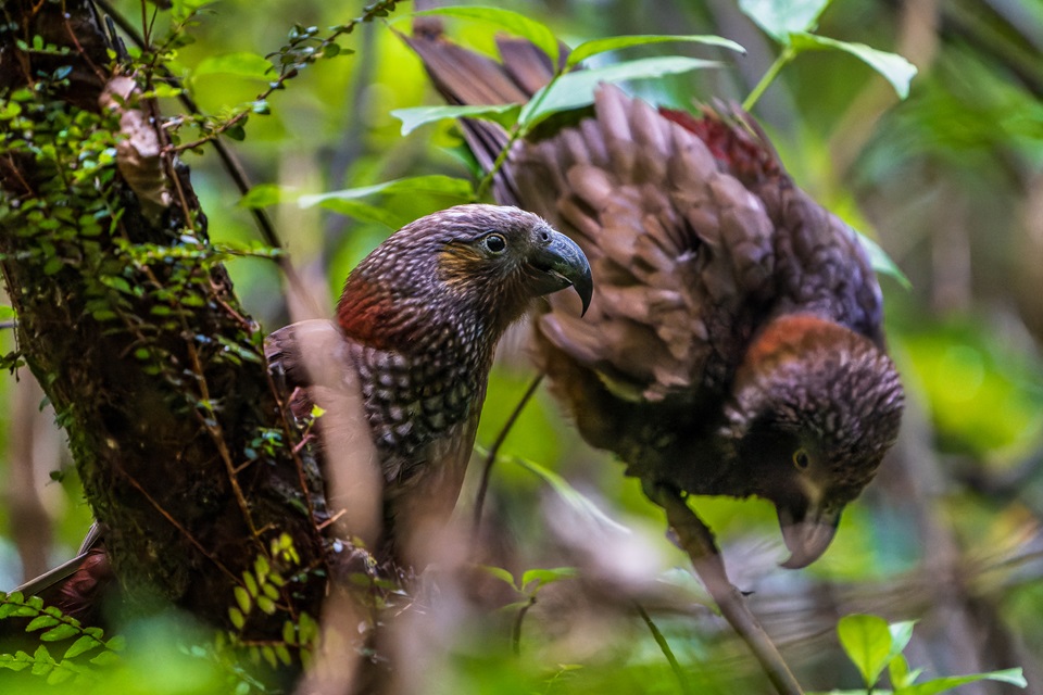 Kaka at Zealandia 