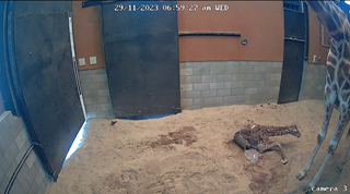 A new-born calf attempting to stand up infront of it's mother.