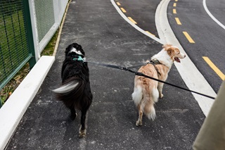 Dogs walking on the concrete.