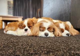 Three Kings Charles Cavaliers sleeping together