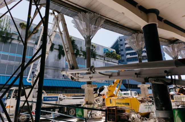 Iconic Te Matapihi Central Library Nikau Palms get a refresh 