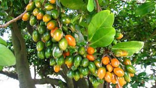 Karaka berries.