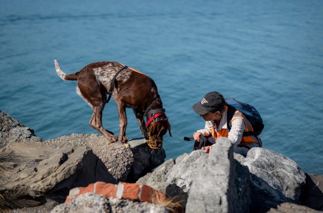 Penguin check, seawall action and night road closures coming up in Evans Bay