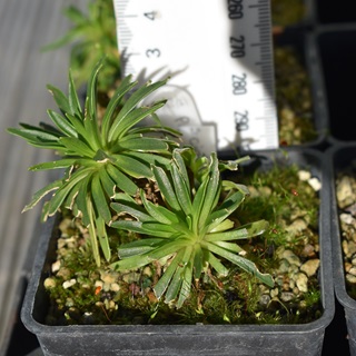 A plant in a pot with a ruler behind it.