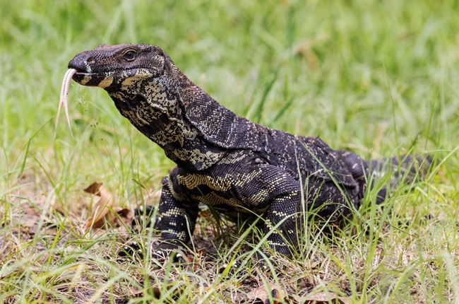 Wellington Zoo welcomes Lace Monitor Lizards 