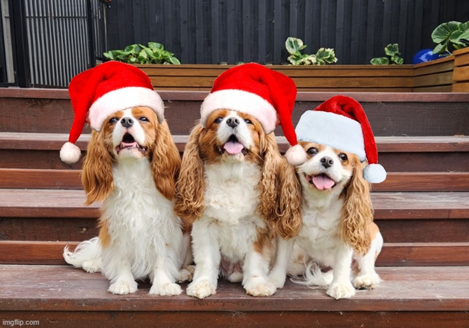 Three king Charles cavalier spaniel dogs with fake santa hats on