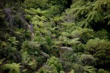People on bikes going through thick forest.