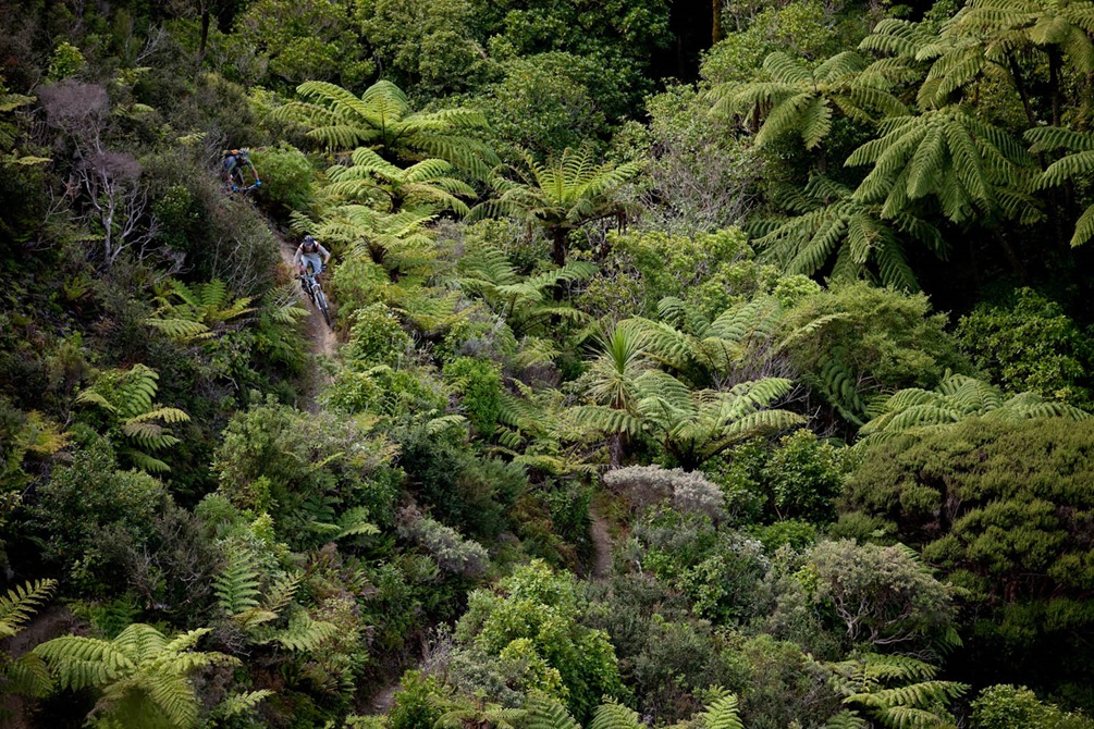People on bikes going through thick forest.